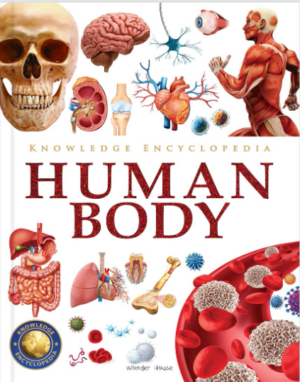 KNOWLEDGE ENCYCLOPEDIA - HUMAN BODY